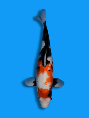 Sumi Sakura | Koi&Co.